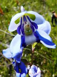 Image result for Disa welwitschii