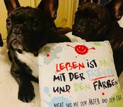 Und zwar brauchen wir für unsere zwei französischen bulldoggen ein neues zuhause. Aktuelles News