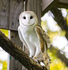 Image result for owl