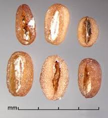 Image result for Spermacoce annua