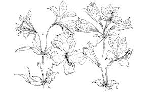 Image result for Alstroemeria pulchella