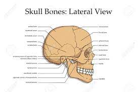 Anatomy and physiology questions and answers. Human Skull Lateral View Poster Royalty Free Cliparts Vectors And Stock Illustration Image 97988704