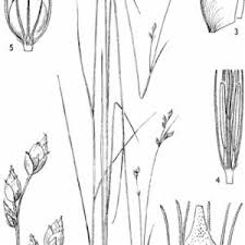 Image result for Rhynchospora rugosa