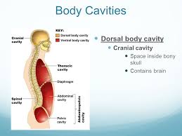 Ventral cavity comprises thoracic cavity and abdominopelvic cavity. Body Cavities Dorsal Body Cavity Cranial Cavity Space Inside Bony Skull Contains Brain Ppt Download