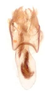 Image result for Stigmella roborella