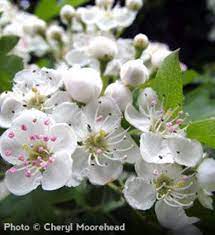Every part of medicinal hawthorn is used in herbal medicine, including the hawthorn leaf, root, berry and flower. Buy Affordable Washington Hawthorn Trees At Our Online Nursery Arbor Day Foundation Buy Trees Rain Forest Friendly Coffee Greeting Cards That Plant Trees Memorials And Celebrations With Trees And More