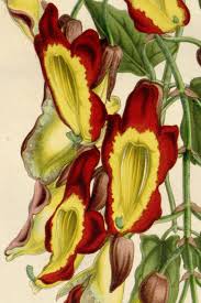 Image result for Thunbergia annua