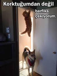 Krize Sokan Kedi Capsleri Kizlarsoruyor 2020 Komik Hayvan Fotograflari Hayvan Resimleri Komik Hayvanlar