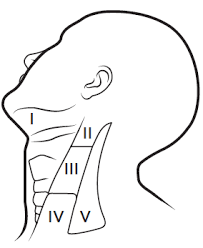 Do you feel a difference from how it felt when you pressed what you say and the way a lot of my lymph nodes feel and have felt for a while now seems to warrant a. About Your Neck Dissection Surgery Memorial Sloan Kettering Cancer Center