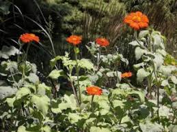 Image result for Tithonia rotundifolia