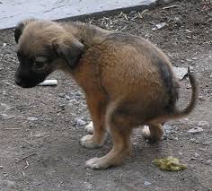 Slikovni rezultat za govno