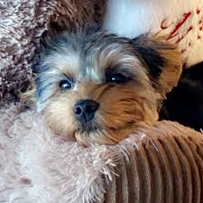 Yorkies and yorkie puppies for adoption are not in any way inferior to or different from those for sale. Adopt A Yorkshire Terrier Puppy Near New York Ny Get Your Pet