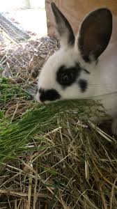 Look At Little Moo Moo She S So Cute Video Cute Animals English Spot Rabbit Bunny Pictures