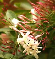 Image result for Jasminum breviflorum
