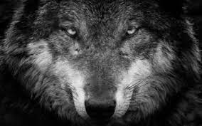 We did not find results for: 140 4k Ultra Hd Wolf Wallpapers Background Images
