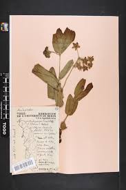 Image result for Pachycarpus lineolatus