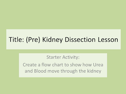 Title Pre Kidney Dissection Lesson Starter Activity