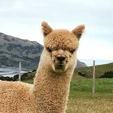 It is similar to, and often confused with, the llama. Shamarra Alpacas Startseite Facebook