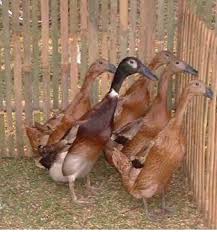 Kini kita mengetahui bagaimana karakteristik jangkrik secara khusus setelah membaca artikel ini. Bangsa Bebek Atau Itik Lokal Indoensia Elinotes Review