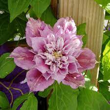 Check spelling or type a new query. Clematis Josephine Tm Evijohill N Marchenhafte Clematis Fur Den Garten Native Plants
