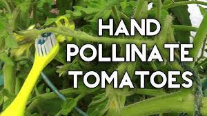 For example, tomatoes, eggplants, and bell peppers are actually a type of berry fruit. How To Pollinate Tomatoes By Hand Get Huge Tomato Yields Youtube