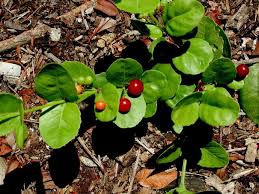 Image result for Crossopetalum