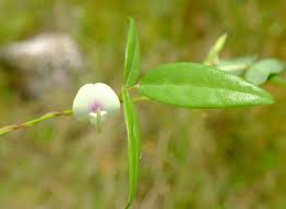 Image result for Macrotyloma africanum