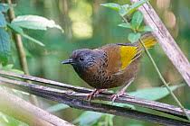 Image result for Erythrocephalum