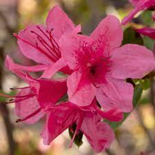 As with any azaleas, encores may flower a bit early, but wait until they've finished the spring bloom cycle to prune. Encore Azalea 3 Gal Autumn Cheer Shrub With Petite Light Pink Reblooming Flowers 80473 The Home Depot