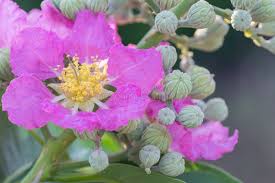 Image result for Lagerstroemia speciosa