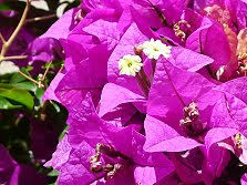 Flowering vines add height, beauty, and often scent. Flowering Vines Long Blooming Climbing Plants And Climbing Flowers