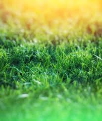 P & d lawn care, llc. Kendall Lawn Care Lawn Care Guelph Home