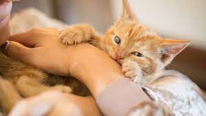 How to discipline cat to stop biting. Reasons Why Kittens Scratch And Bite And How To Stop It