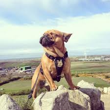 The french bulldog or «frenchie» evolved from the fighting bulldogs of the early here are all the puppies together who are not ready yet, they have just one vaccination and wait for the second shot. King Of The World Majestic French Bulldog Buldog Bulldog Puppies French Bulldog Puppies French Bulldog