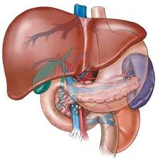 How To Maintain Your Liver To Keep Healthy Liver Cancer Healthy Liver Liver Health