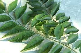 Apa manfaat daun kari untuk kesehatan tubuh? Anak Pokok Kari Pokok Besar Shopee Malaysia