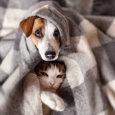 We did not find results for: Gastro Enterite Chez Le Chien Et Chat La Soigner Et La Prevenir Dossiers Chien Santevet