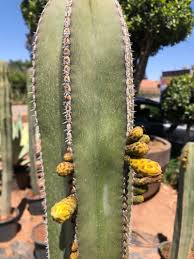 Image result for Lophocereus marginatus