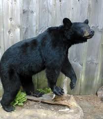Black Bear Half Mounts Prices Black Bear Shoulder Mount Google Search Bear Mounts Bear Hunting Black Bear