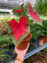 Sedangkan gagasan utama adalah pokok pemikiran utama dari suatu paragraf. Bertam Nursery Cara Penjagaan Pokok Keladi Hiasan Facebook