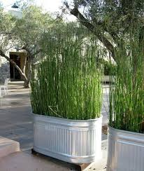 We did not find results for: Mosquitoes Flies Spiders Are No Match For These Plants Signals Az