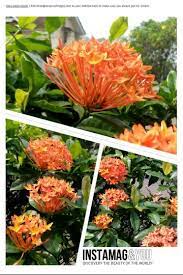 Pin On Flowers