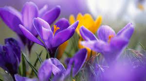 Crocus Flowers Wallpaper For Iphone 1zi Moving Wallpapers Spring Flowers Wallpaper Crocus Flower Flower Wallpaper