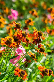 Helenium Moherim Beauty And Phlox Paniculata Rijnstroom In Adv7 Garden In Madrid Planten Vaste Planten Tuin Ideeen