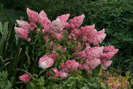 Image result for hydrangea paniculata vanille fraise