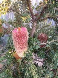 Bush Flower Essence Banksia Flower Essences Flowers Flower Remedy