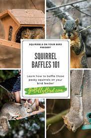 Squirrel Baffles 101 Squirrel Baffle Squirrel Bird Feeders