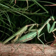 Check spelling or type a new query. Praying Mantis Mating And Cannibalism