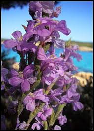 Image result for Monothecium