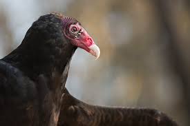 The turkey vulture (cathartes aura) is the most common of the cathartid species. Turkey Vulture Exhibit Oregon Coast Aquarium